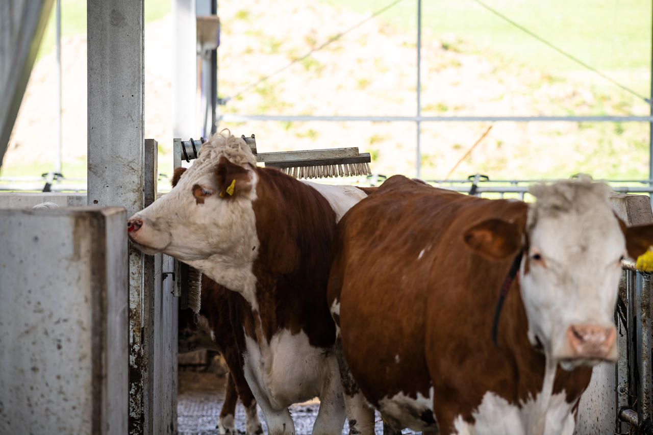 Kerbl EUROFARM - Viehbürste