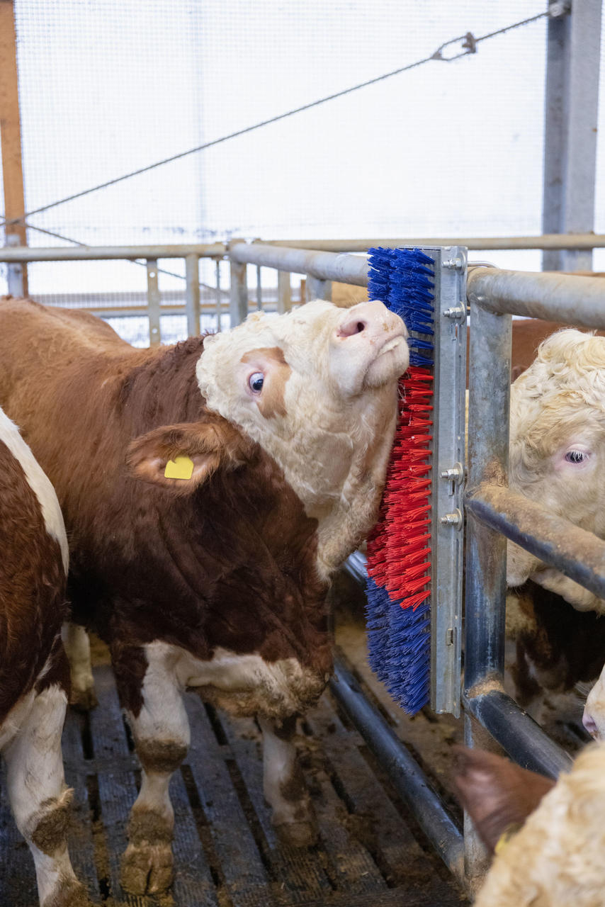 Kerbl Kratzbürste HAPPYCOW Bully