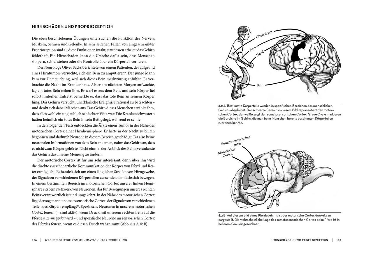 Kosmos Horse Brain Human Brain