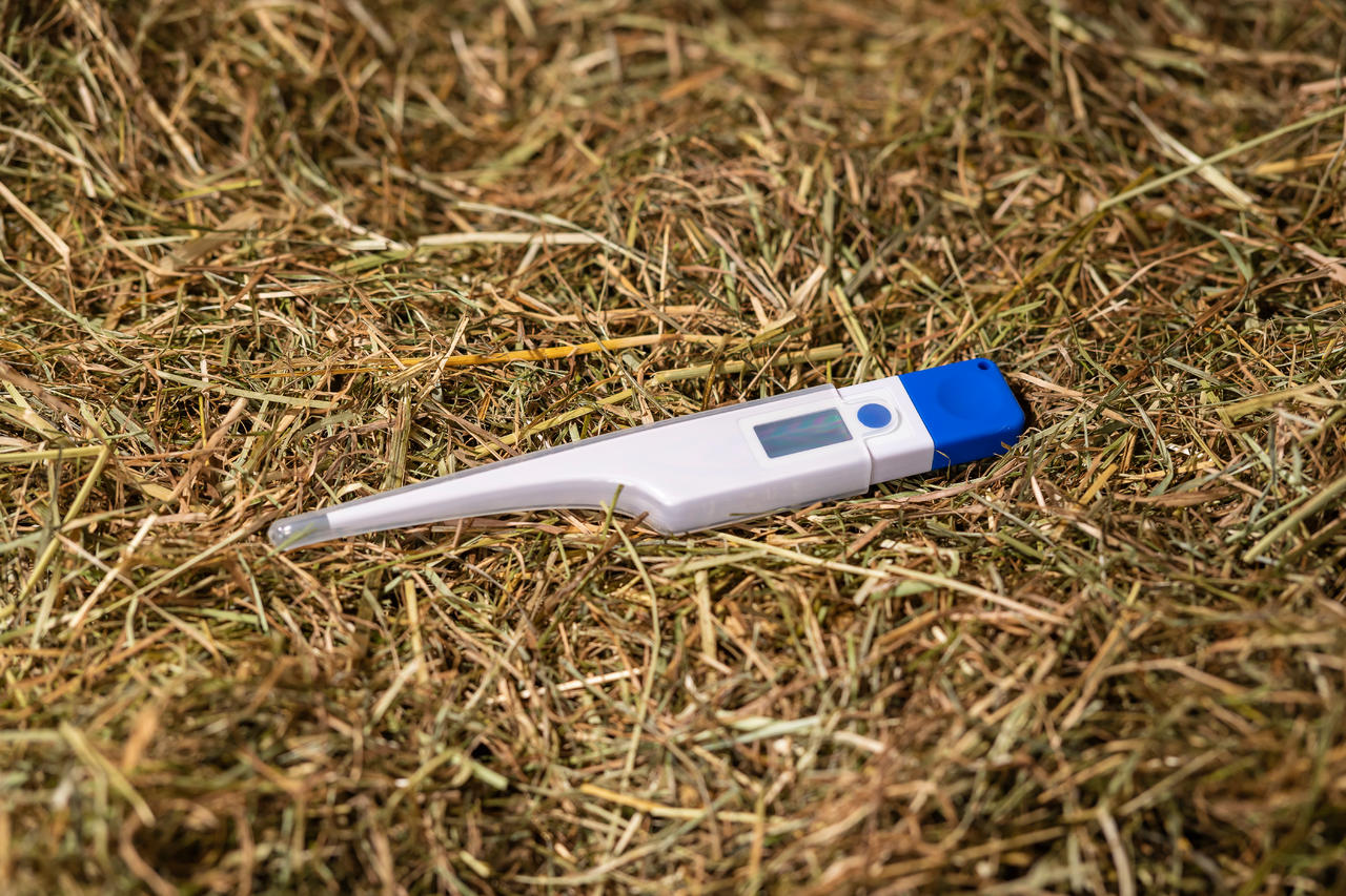 Fieberthermometer digital, extra groß