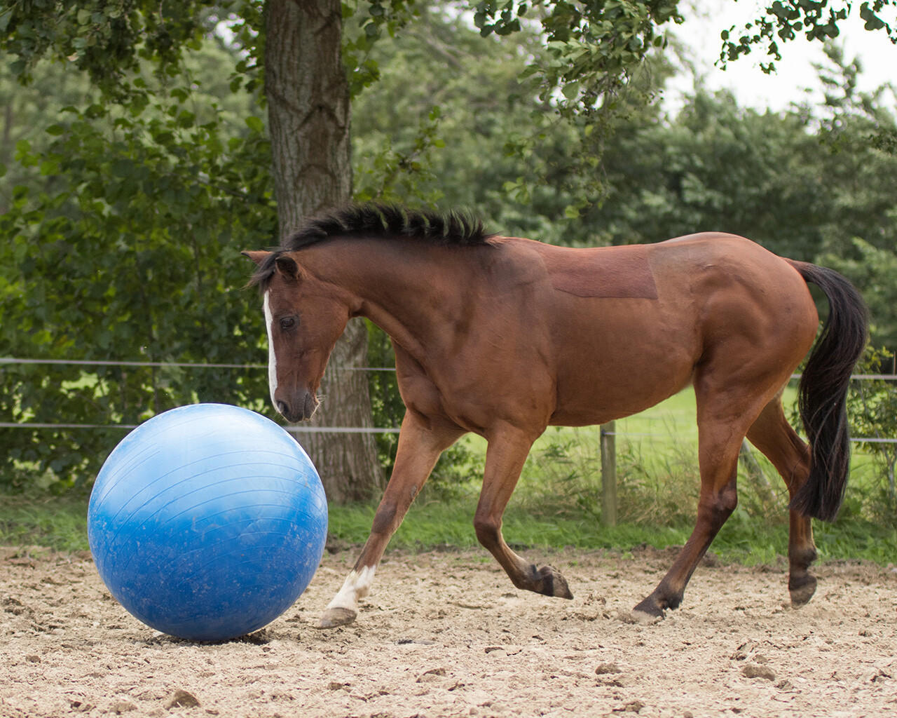 QHP Pferdefussball