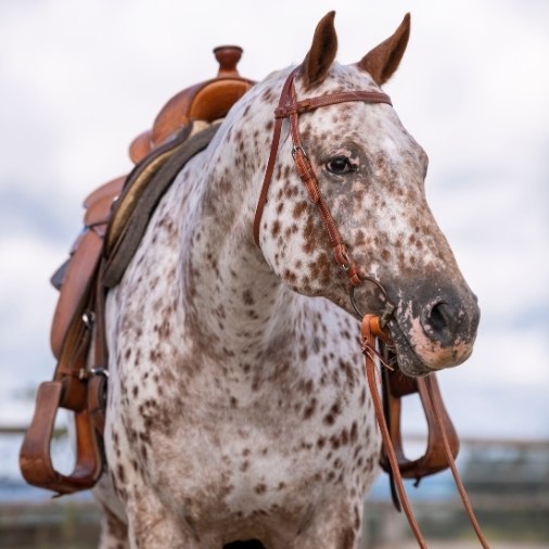 Westernreiten