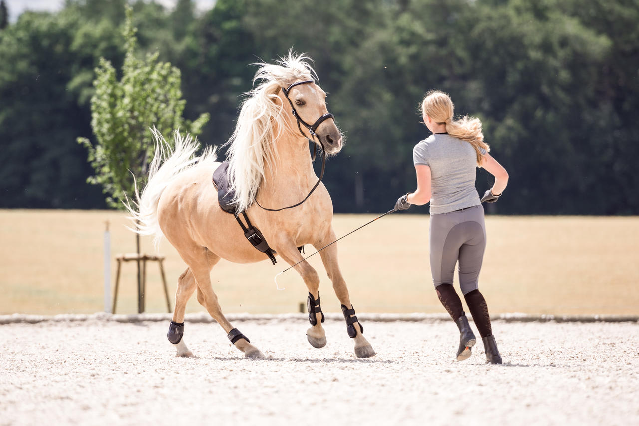 F.R.A. Gebissloser Zaum Rebecca