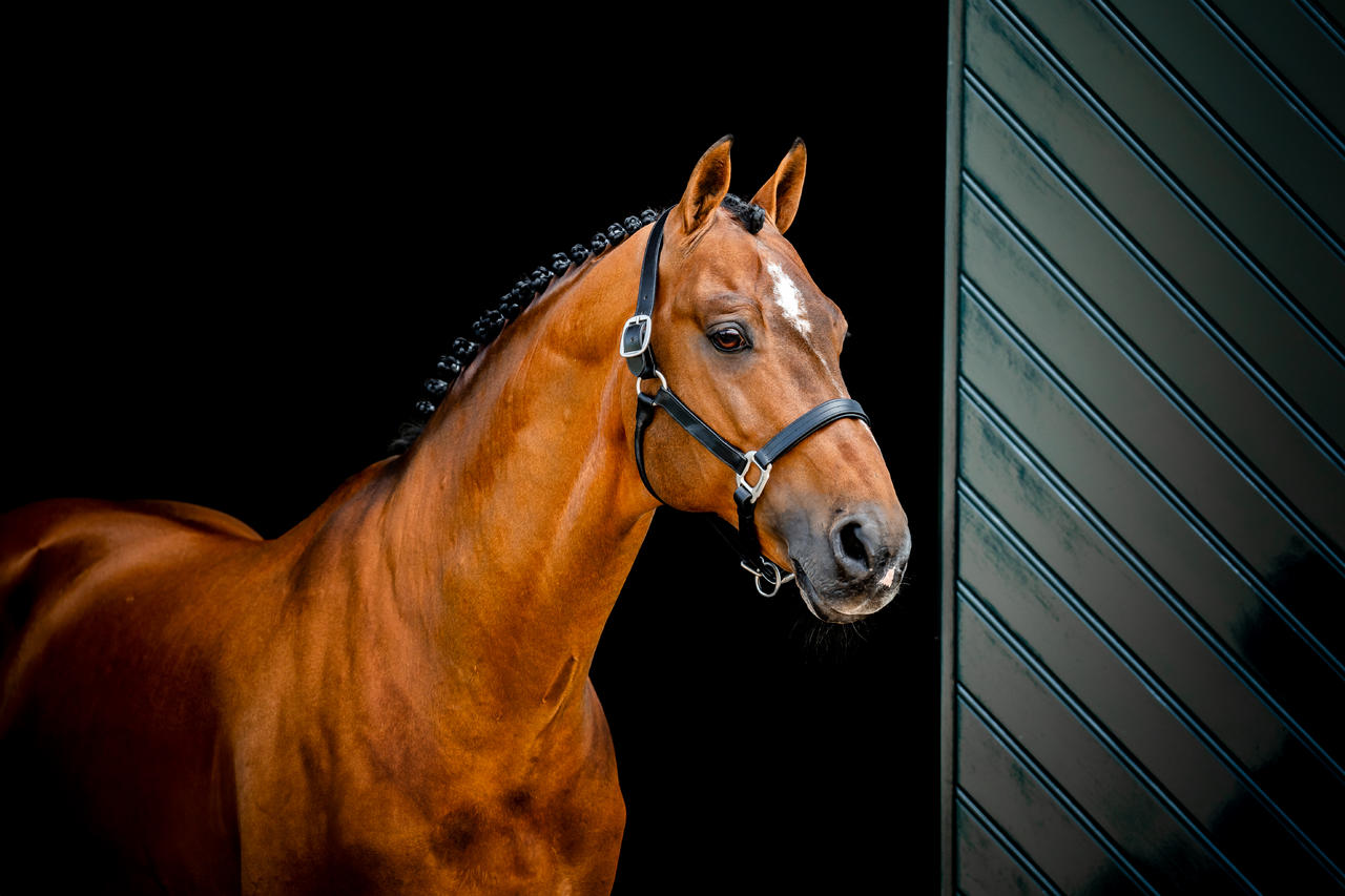 Horseware Signature Leather Headcollar