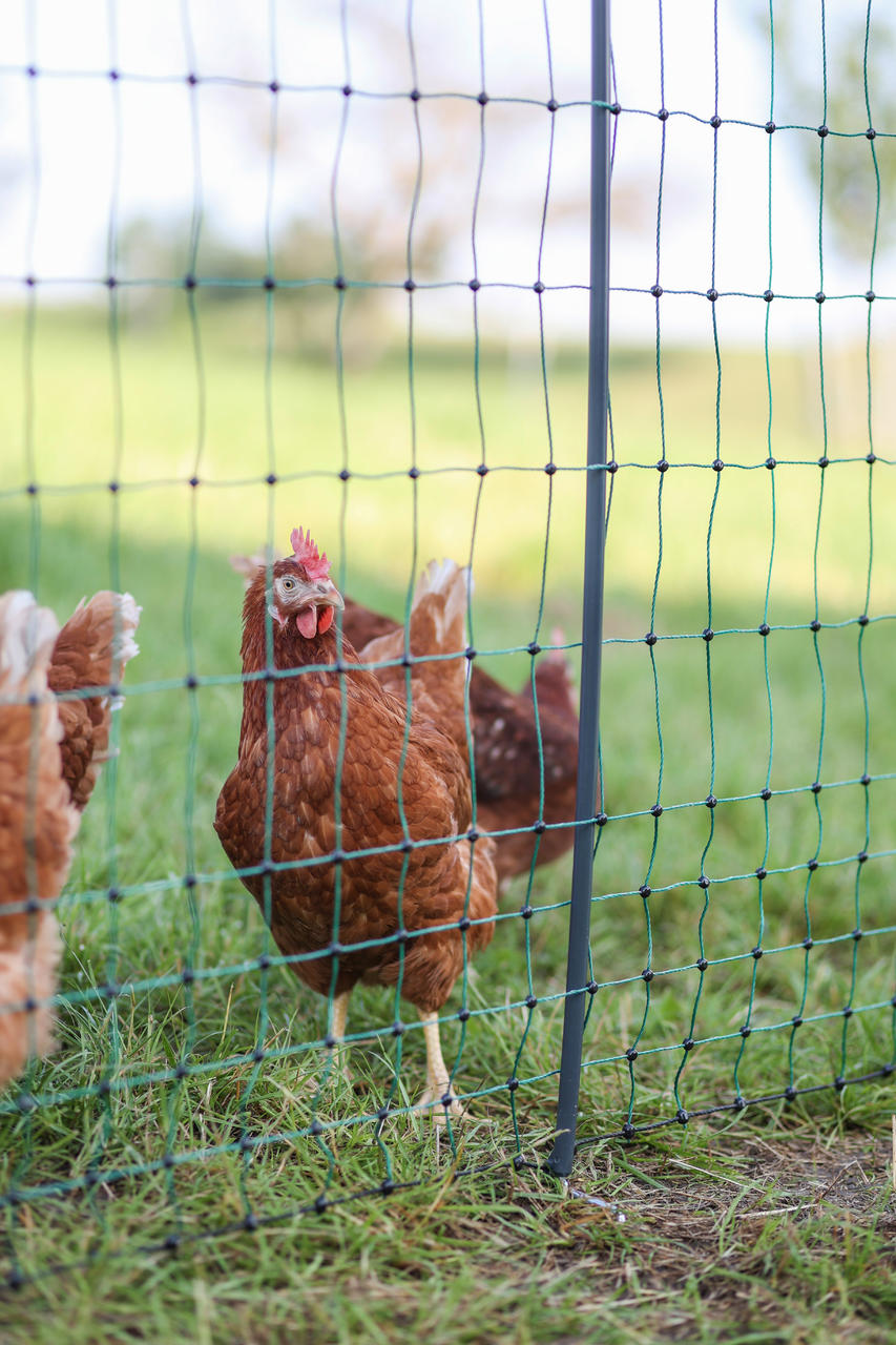 AKO PoultryNet Premium, 122cm, nicht elektr.