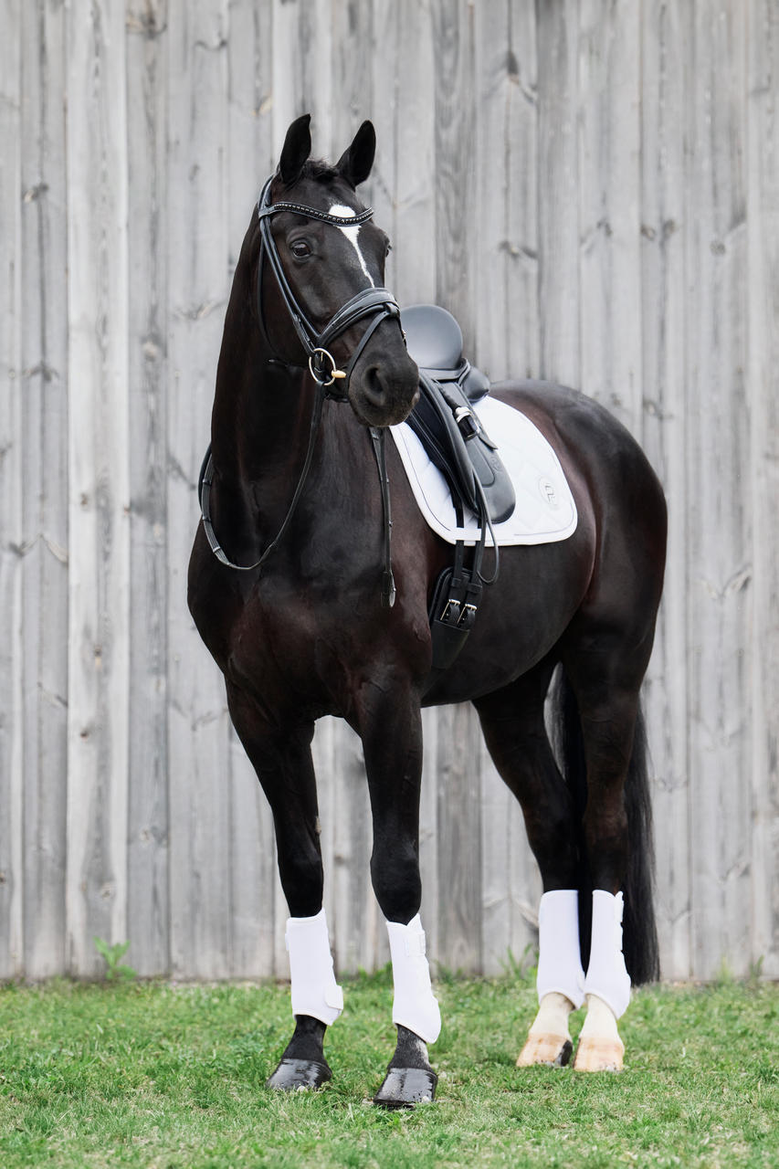 Eskadron Gamaschen PRO DRESSAGE HIND