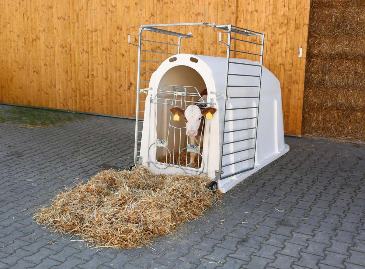 CalfHouse Master Plus mit schwerer Umzäunung 2024 - Staffelpreise - in