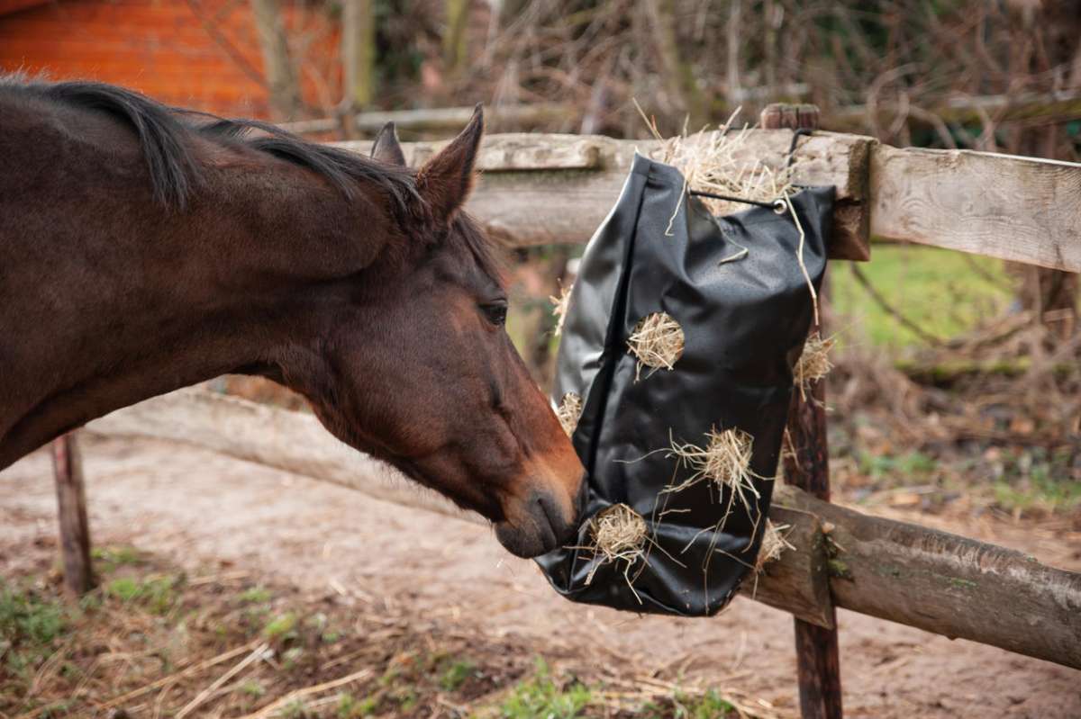 AKTION HayBag - Heusack - Heunetz - Heufütterer store - Pferde/Schafe/Z